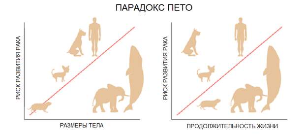 Cancer-risk-and-Petos-paradox-Illustration-of-Petos-paradox-which-describes-the.png