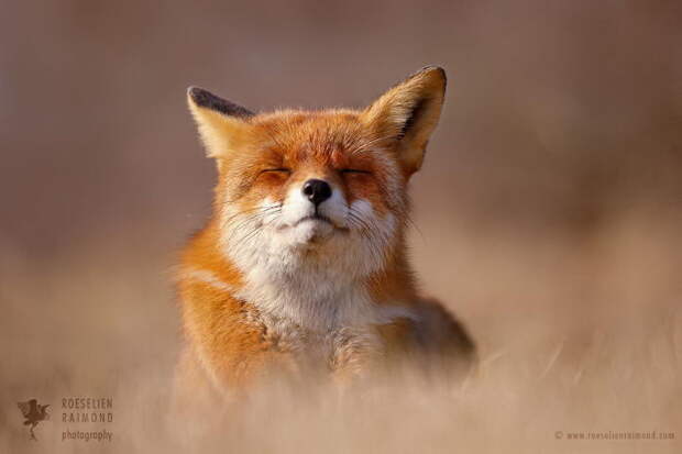 Дикие лисы в фотографиях Roeselien Raimond