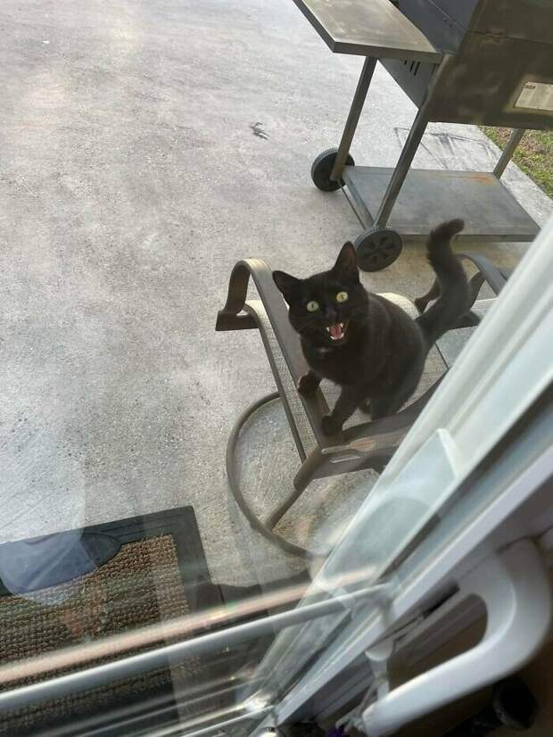 Внезапные котейки, которые неожиданно заявились к людям