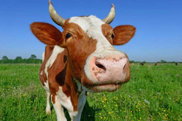 Власти ФРГ предлагают ввести налог на “коровий метан”