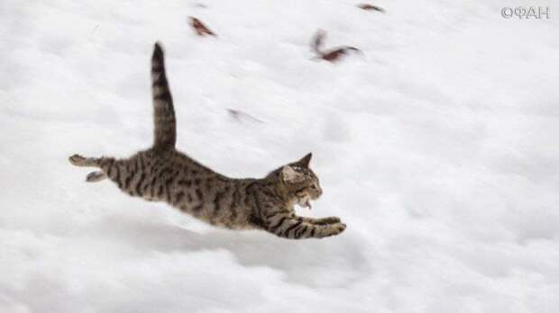 Ростовский Эйс Вентура снова спасет животных Ростовский Эйс Вентура снова спасет животных