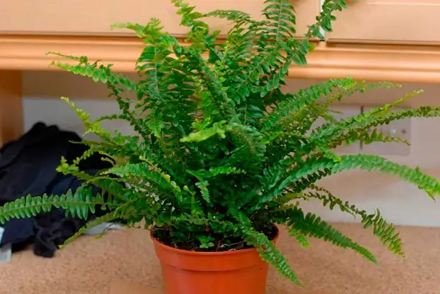 Комнатное растение Нефролепис (Nephrolepis)