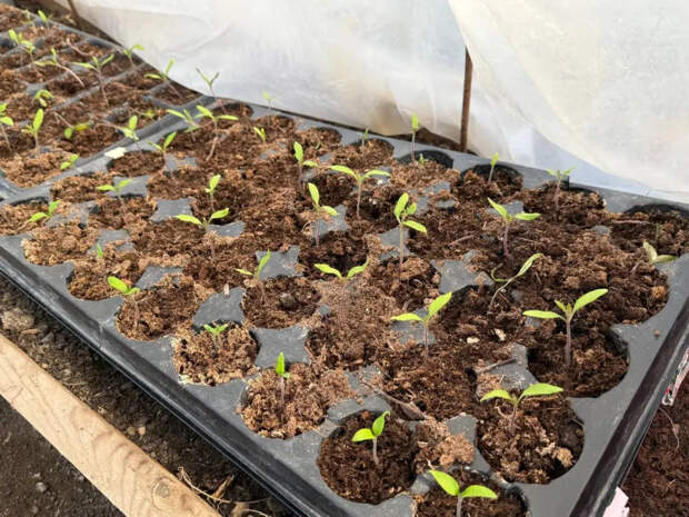 Плюнула на магазинные стимуляторы и сбегала в аптеку за копеечной таблеткой: рассада поперла так, что соседи по даче выстроились в очередь за рецептом