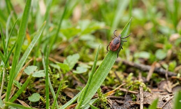 В Архангельской области 22 территории признаны эндемичными по клещевому энцефалиту