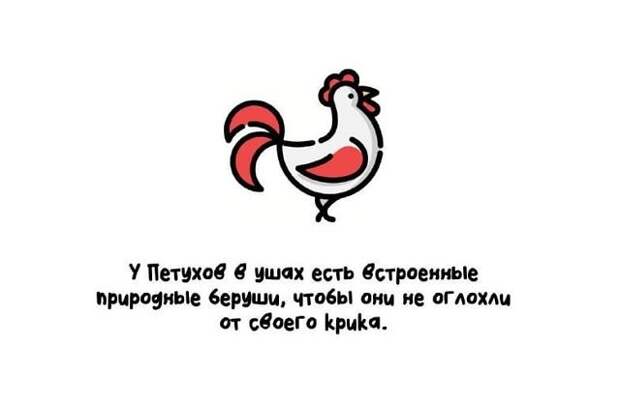 Интересные короткие факты на все случаи жизни