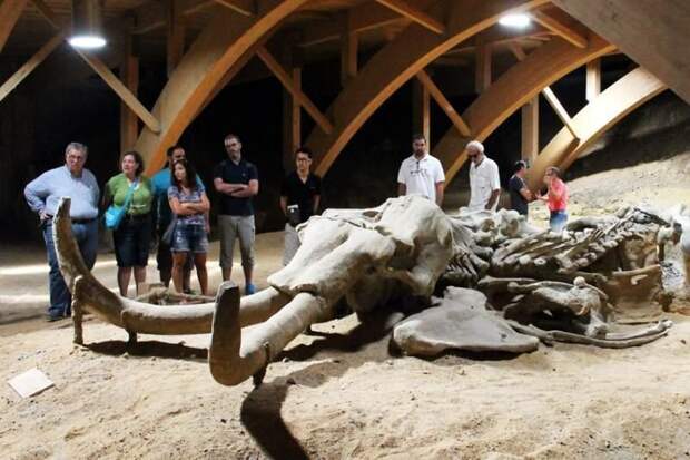 Кости мамонта, вернее мамонтихи перенесли в построенный павильон музея. 