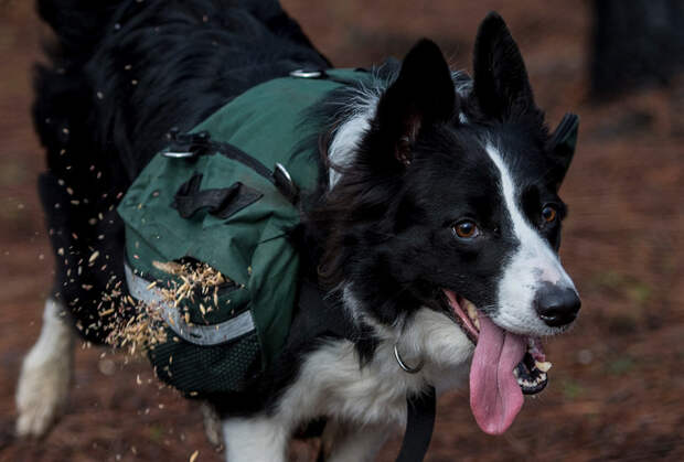 После пожаров в Чили леса восстанавливают с помощью собак