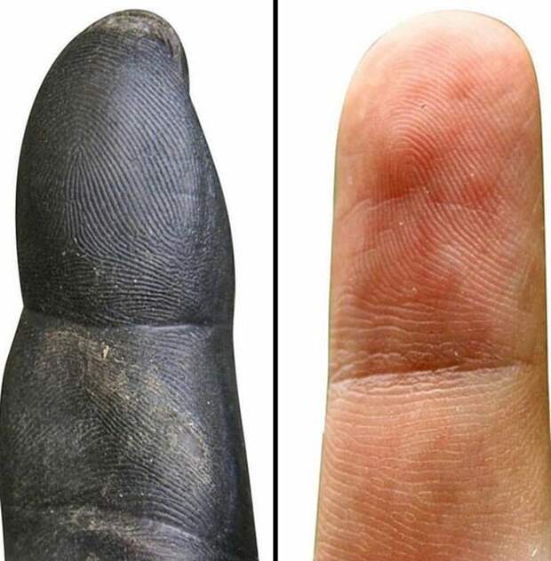 Кончик пальца шимпанзе против кончика пальца человека