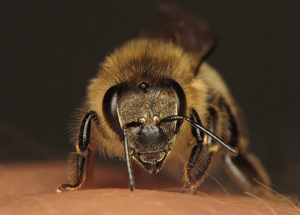 Пчелы запечатали ульи прополисом и пережили извержение вулкана Кумбре-Вьеха