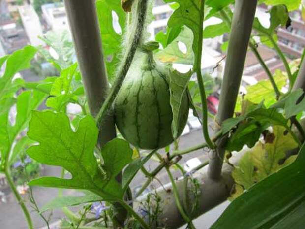 То уж арбуз вполне реально вырастить) выращиваем, двор, квартира, овощи, фрукты