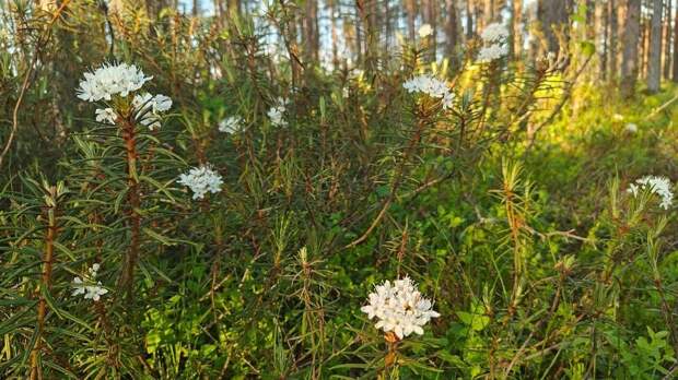 Дурманящий болотный куст: биолог Павел Глазков рассказал о цветении багульника в лесах Ленобласти