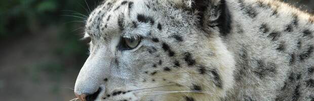 Ослабленного снежного барса доставили в зоопарк Алматы