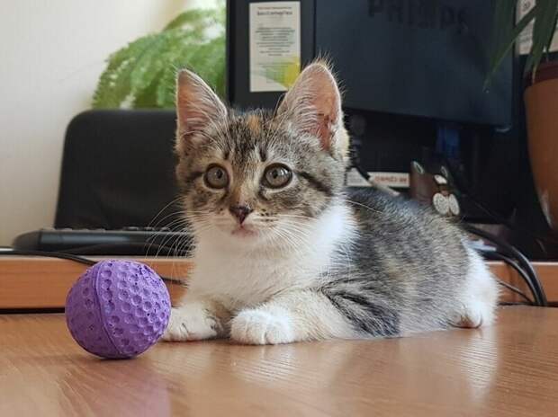 История спасения одного котенка!