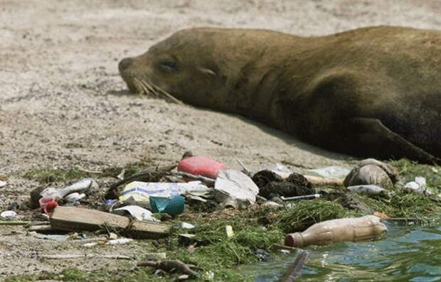 Пластик является самым частовстречающимся мусором в океане.