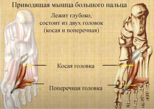 Поперечная головка мышцы тянет большой палец к мизинцу