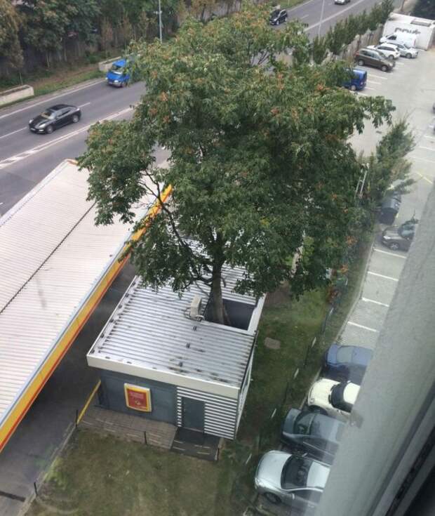 Как строить и одновременно беречь природу на снимках