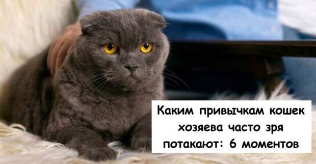 Каким привычкам кошек хозяева часто зря потакают: 6 моментов