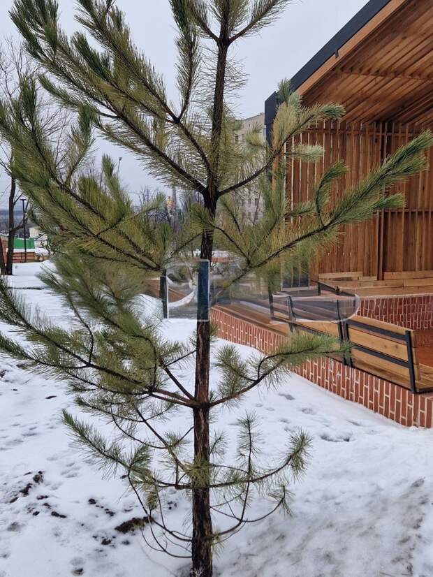 254 мертвых дерева: в парке «Металлурге» прикопали сосны, корни которых мерзли
