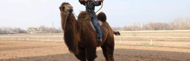 Мировой рекорд на верблюде установили на ипподроме в Алматы