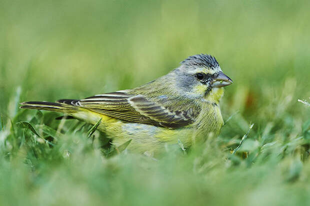 Спев птиц. Спев птиц. Птицы с необычными голосами. Спев птиц. Птица капуцин.
