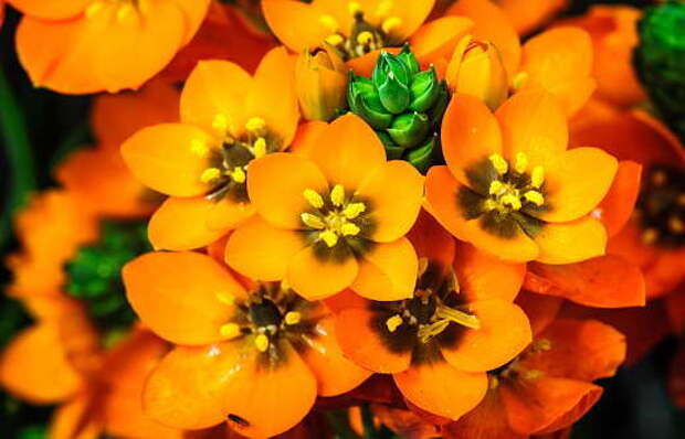 Орнитогалум сомнительный Ornithogalum dubium фото