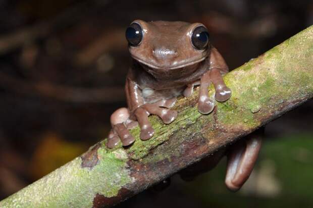 Шоколадная лягушка нашлась в Новой Гвинее