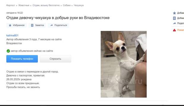 Мода на собак во Владивостоке обернулась эпидемией предательства