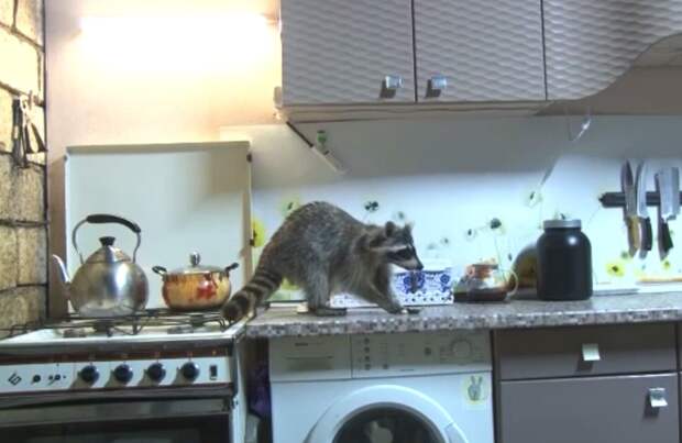 В Дагестане обнаружили енота-воришку, крадущего еду из квартир