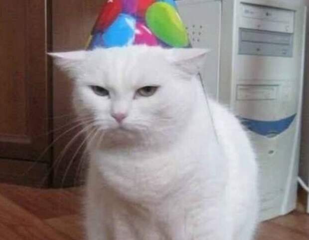 17 забавных хвостатых, чьи эмоции заставят улыбнуться кого угодно