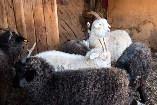 Оренбургские козы — главный источник качественного пуха для одноименных пуховых платков. © Узнай Россию 📷 