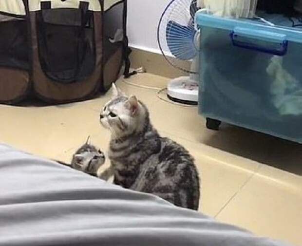 Котенок с мамой Кошка с котенком