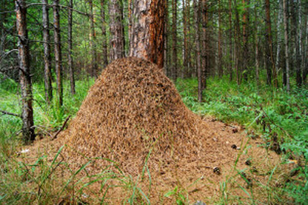 Лесной муравейник