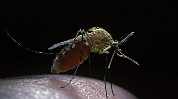 Лукашев: риск тропических лихорадок от комаров в России минимален