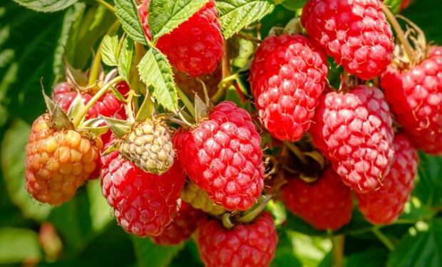 Малину считают одной из самых вкусных и полезных ягод