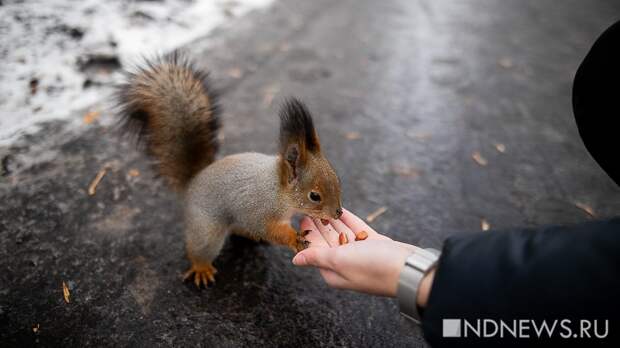 Кормить белок оказалось опасно. Санврачи объяснили цену развлечения