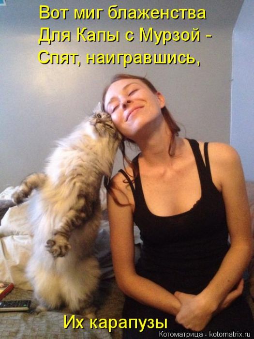 Лучшие котоматрицы недели (50 фото)