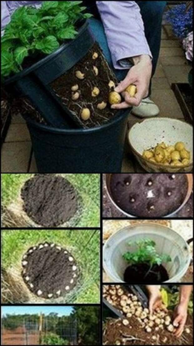 Необычные и супер урожайные способы выращивания картошки 0