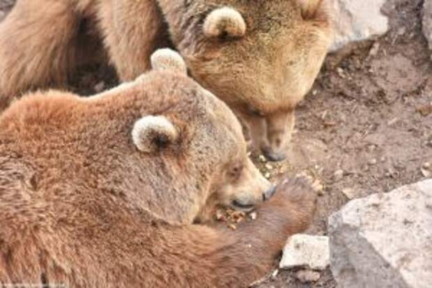 bears-saved-armenian-factory10
