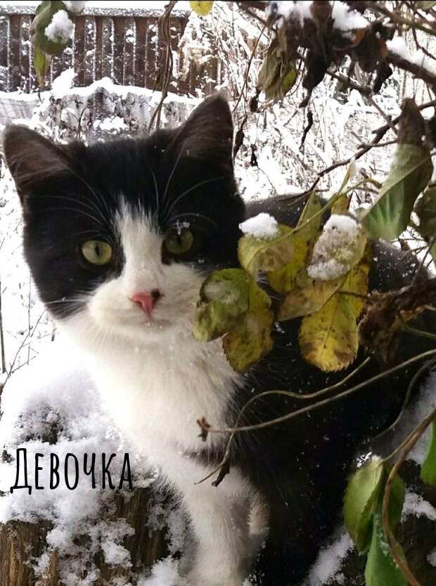 Возьмите в свой дом самый лучший "сладкий подарочек"!