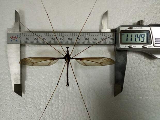 В Китае поймали комара ужасающих размеров ynews, гигант, исследование, комар, находка, рекорд, ученый, энтомолог