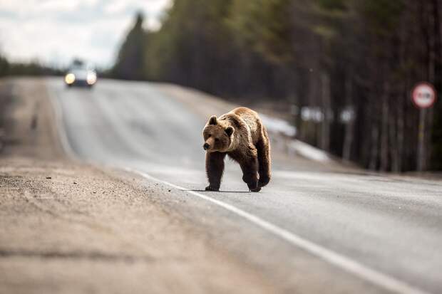 В Сети появилось видео погони полицейских за медведем в Норильске
