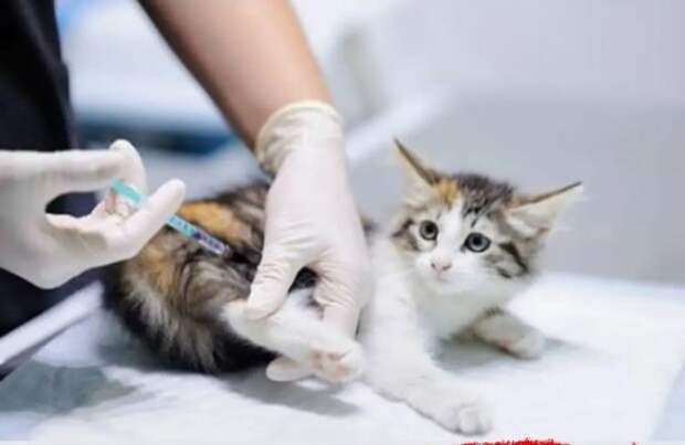 В центре Гамалеи призвали вакцинировать кошек от COVID-19