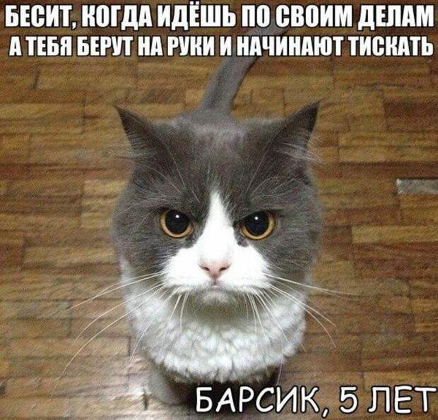 Субботний котопост коты, кошки, приколы с котами., смешные коты
