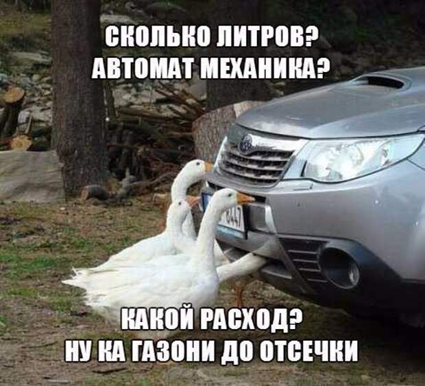 Приколы