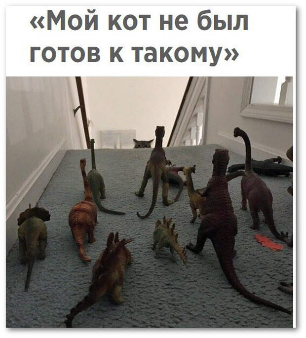 изображение: Мой кот не был готов к такому #Котоматрицы