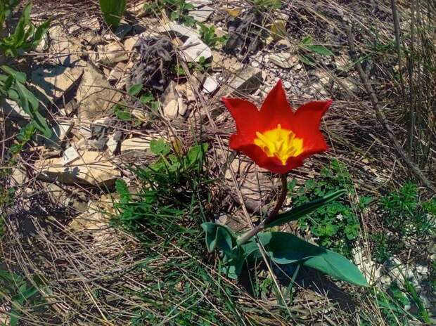 На Кубани началось пышное цветение полевых ирисов и редких тюльпанов Шренка