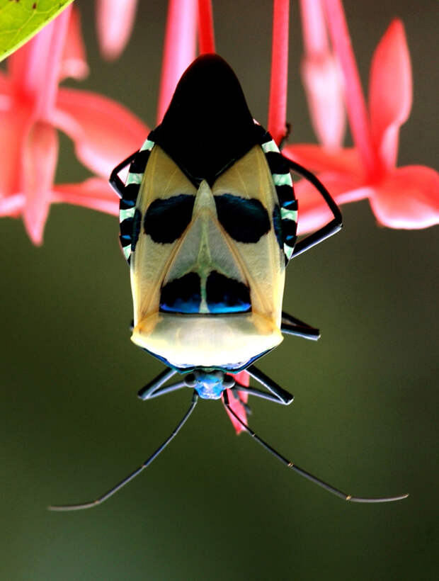 Жук- плавунец и некоторые насекомые с забавной внешностью