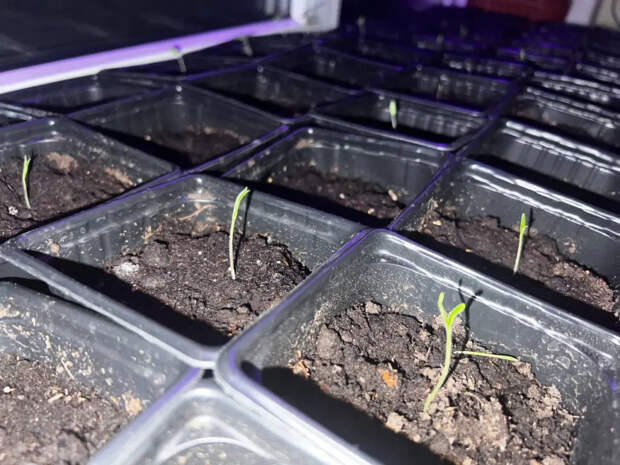 Рассада вытянулась и падает? Агроном рассказал, как с легкостью за 2 недели сделать из «спичек» мощные кусты