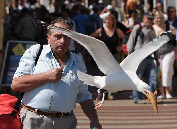 seagull-takes-ice-cream-perfect-timing