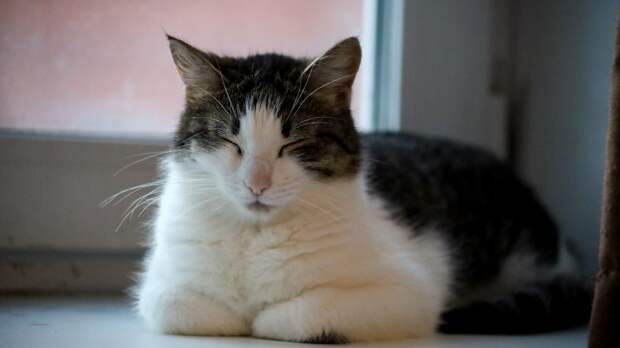 Владельцев кошек призвали не будить их во время одной фазы сна